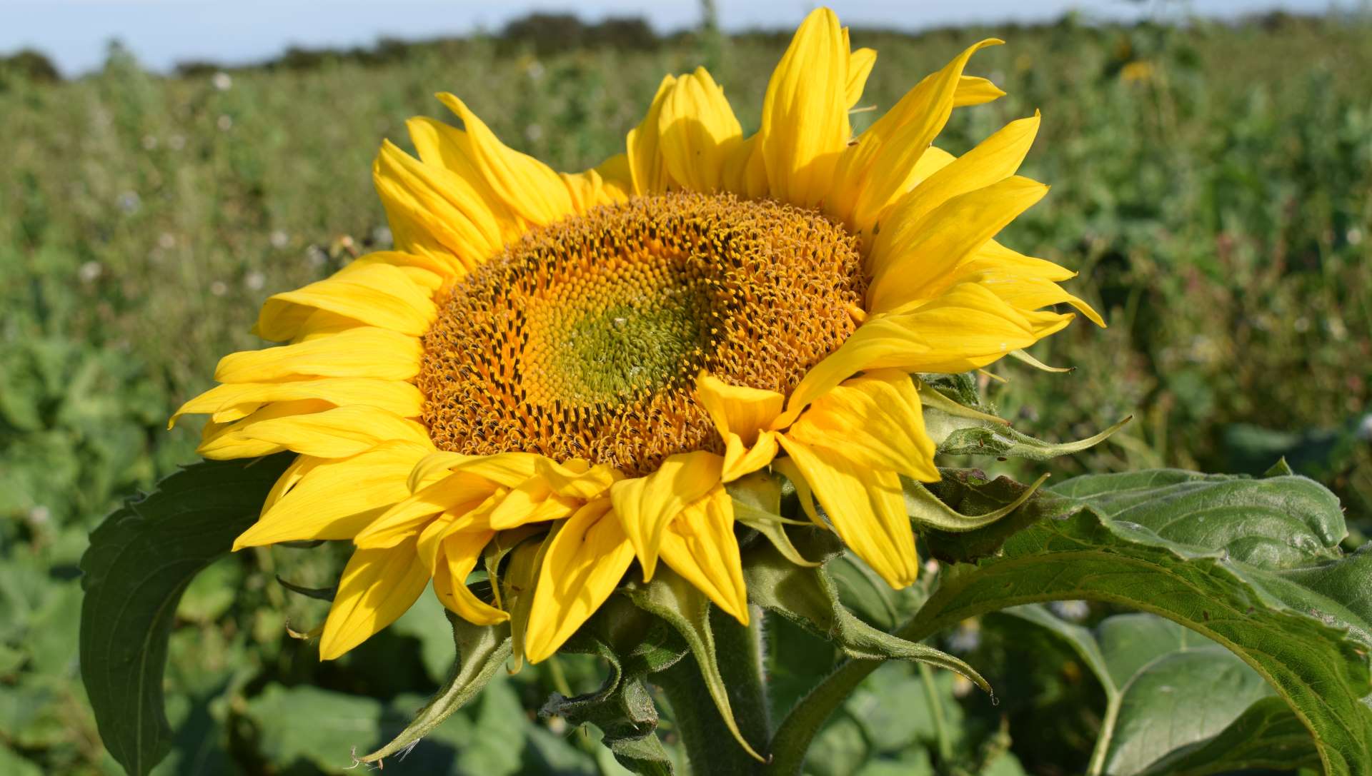 Conservation Management and Biodiversity